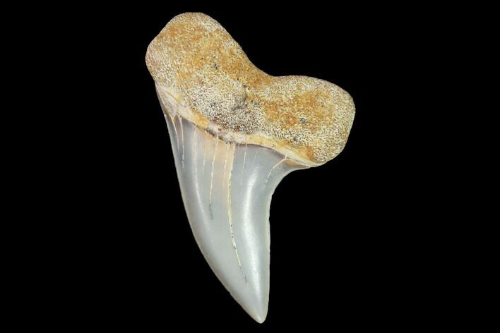 Mako Shark Tooth Fossil - Sharktooth Hill, CA #94715